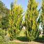 Ulmus hollandica 'Wredei'